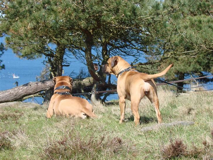 Bullmastiff Isabella billede 18