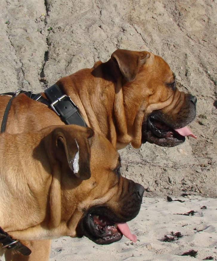 Bullmastiff Isabella billede 20