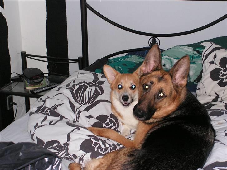 Welsh corgi pembroke My - Der er ikke noget bedere end at putte i senge med en god ven billede 15