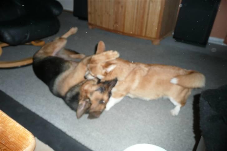 Welsh corgi pembroke My - Så lille er jeg ikke..... billede 16