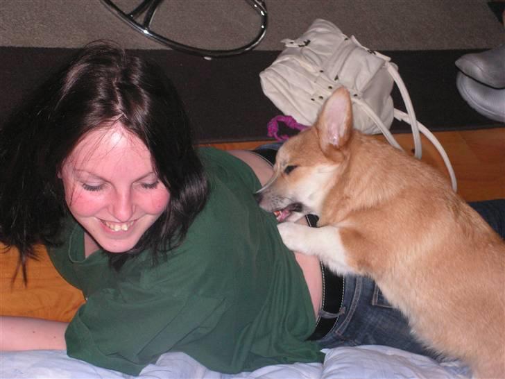 Welsh corgi pembroke My - Hvad er det du har der....? Jeg vil have det billede 17