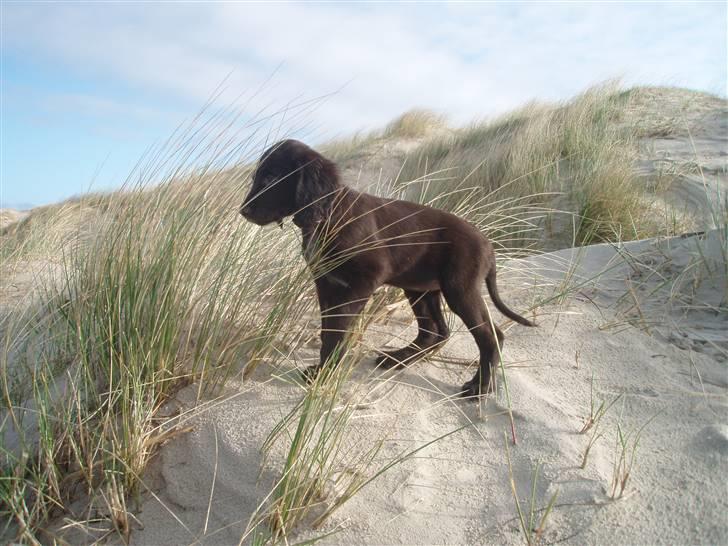 Langhåret hønsehund Chila billede 9