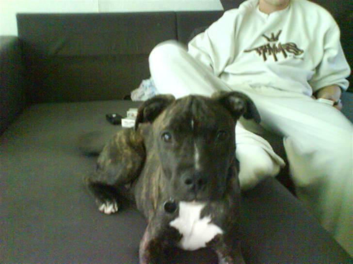 Amerikansk staffordshire terrier chili - det er godt at være i sofaen billede 16