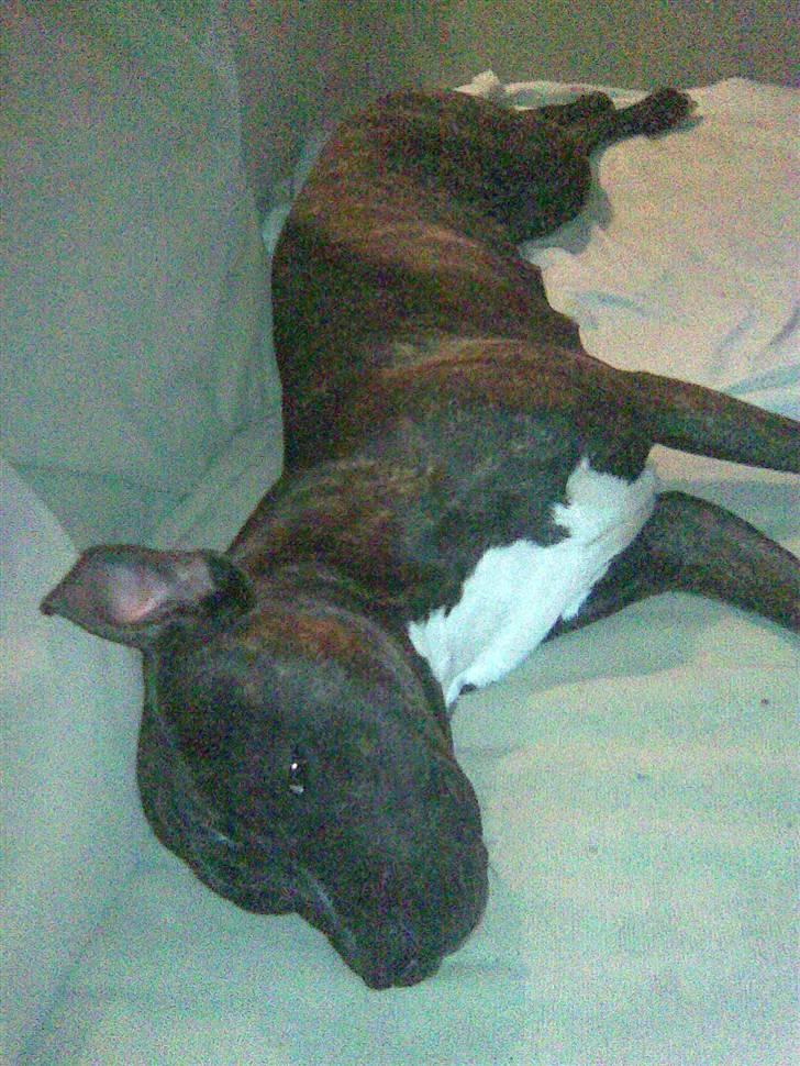 Amerikansk staffordshire terrier chili - bare man lige har numsen på tæppet så må det være godt billede 17