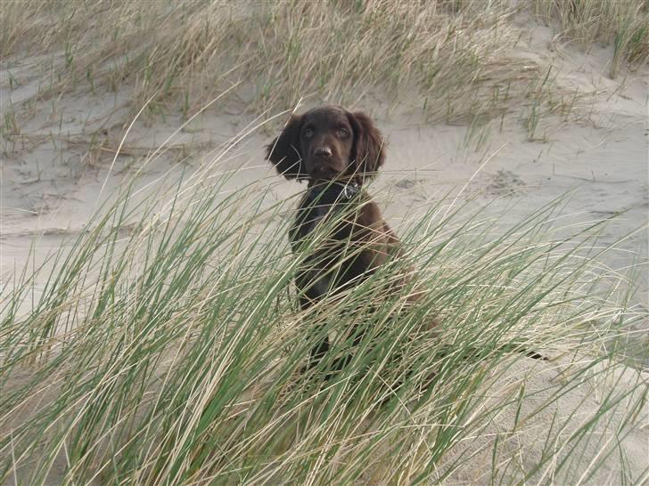 Langhåret hønsehund Chila billede 10