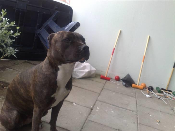 Amerikansk staffordshire terrier chili - så er vi i skoven billede 18