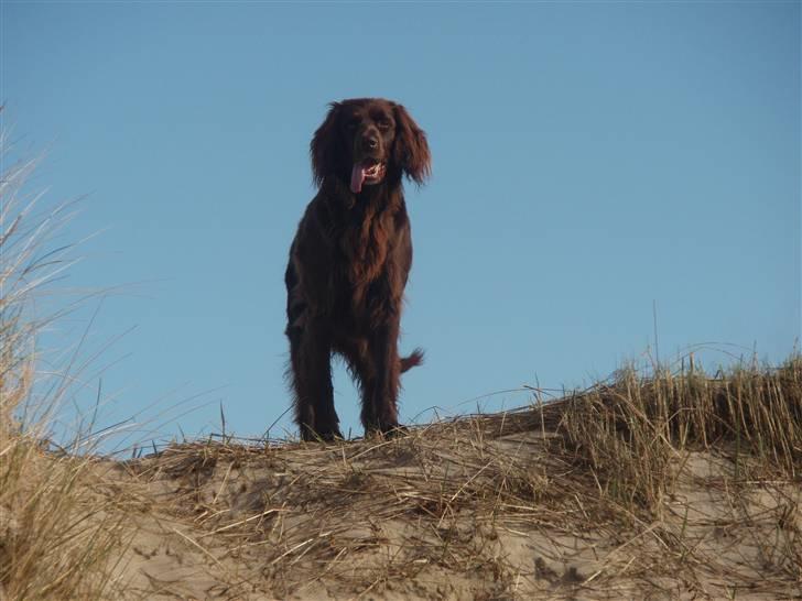 Langhåret hønsehund Annabell billede 12