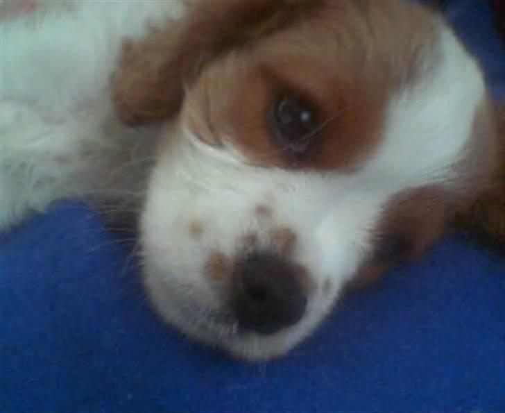 Cavalier king charles spaniel Mimi billede 19