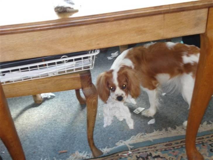 Cavalier king charles spaniel Mimi - Hvad? Jeg har da ikke gjort noget billede 20