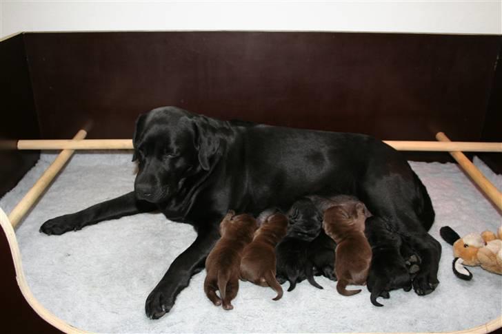 Labrador retriever Birdsong's X-Mas Noughty  - Birdie har fået hvalpe  billede 6