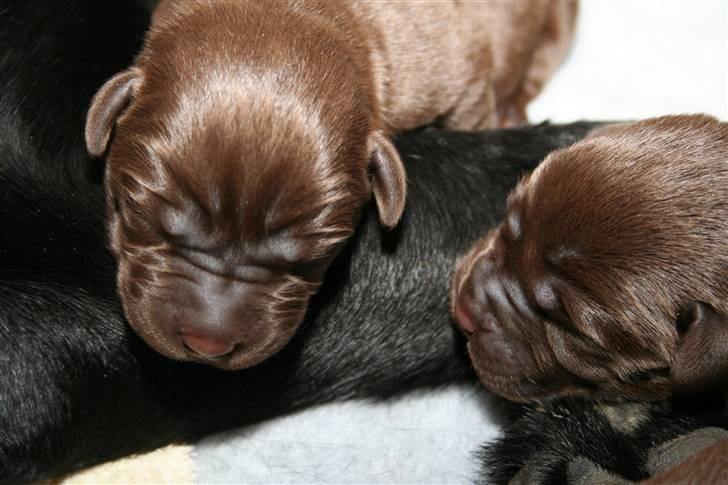 Labrador retriever Birdsong's X-Mas Noughty  - her er 2 af de brune børn billede 7