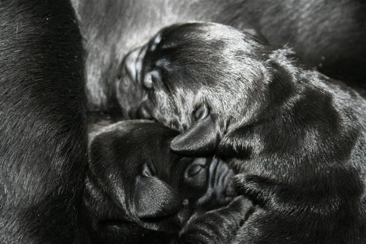Labrador retriever Birdsong's X-Mas Noughty  - godt med en tår mælk billede 9