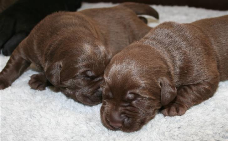 Labrador retriever Birdsong's X-Mas Noughty  - de vokser godt de små billede 10