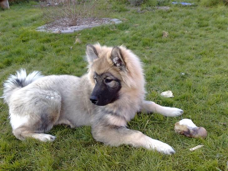 Eurasier Balules Dirty Dancer  billede 10