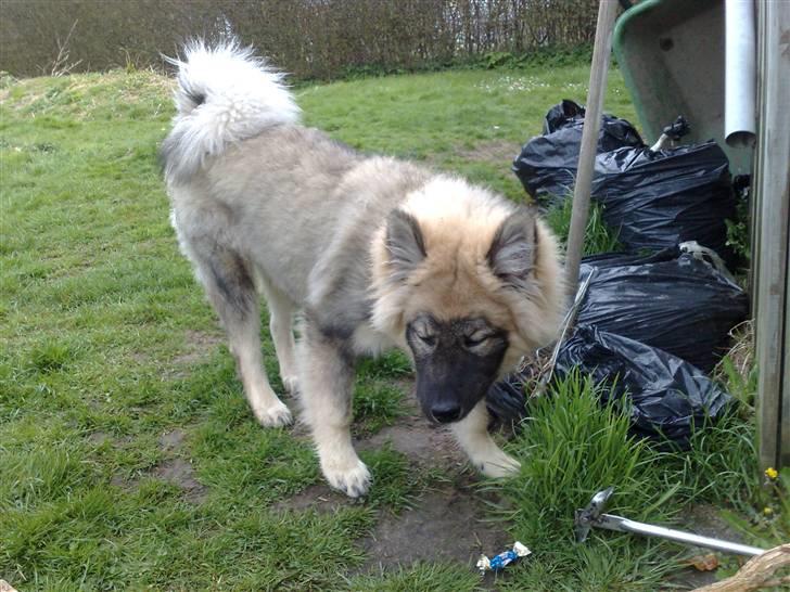 Eurasier Balules Dirty Dancer  billede 11