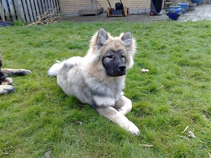 Eurasier Balules Dirty Dancer  billede 12