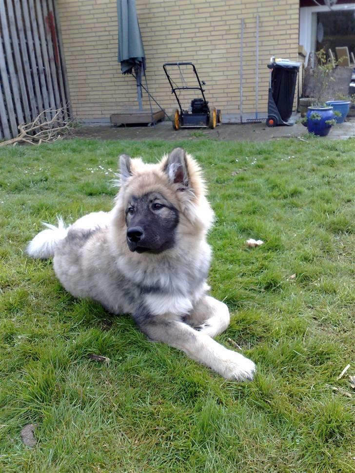 Eurasier Balules Dirty Dancer  billede 13
