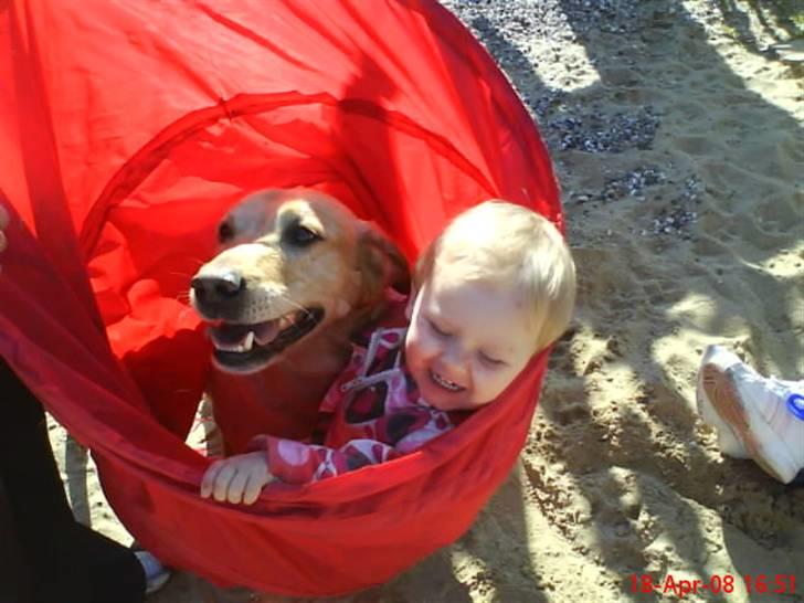 Labrador retriever Laurs RIP - isabella og laurs leger i tunellen billede 11