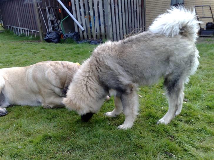 Eurasier Balules Dirty Dancer  billede 14