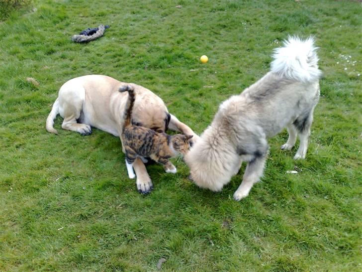 Eurasier Balules Dirty Dancer  billede 15