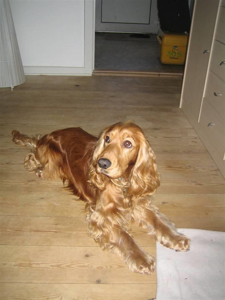 Cocker spaniel Armani billede 14