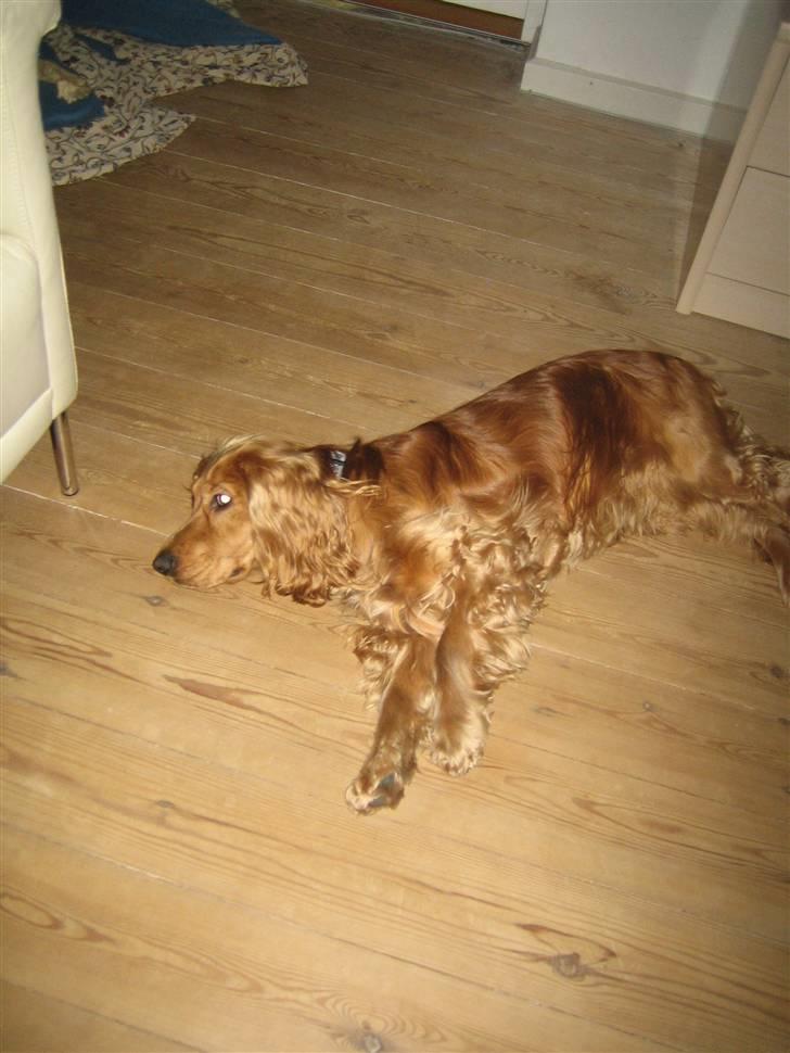 Cocker spaniel Armani billede 15