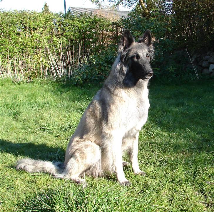 Tervueren Khymera's Hectic Hylea  billede 8