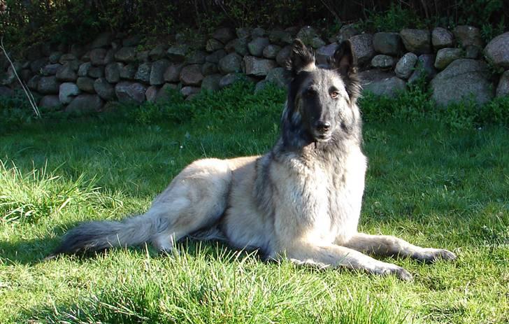 Tervueren Khymera's Hectic Hylea  billede 9