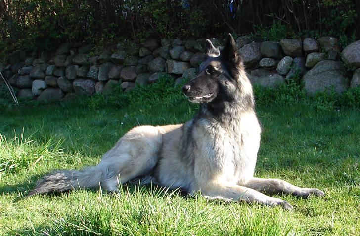 Tervueren Khymera's Hectic Hylea  billede 10