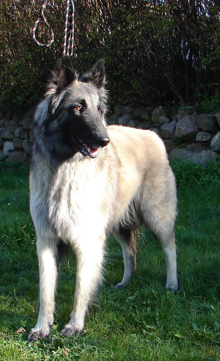 Tervueren Khymera's Hectic Hylea  billede 11