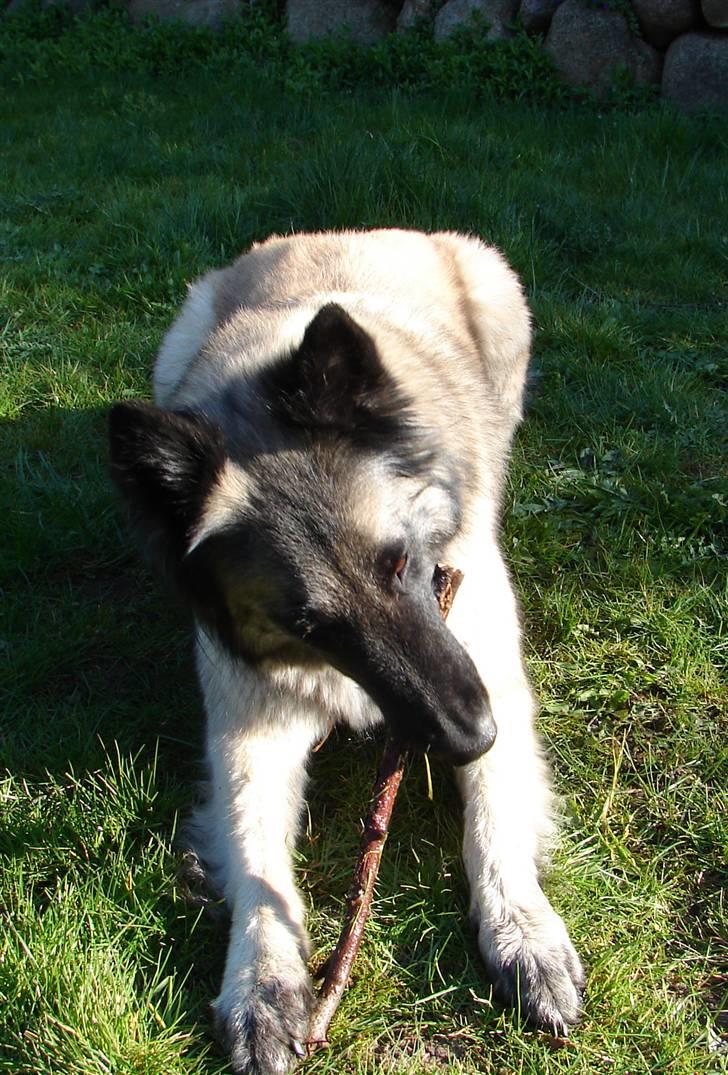 Tervueren Khymera's Hectic Hylea  billede 12