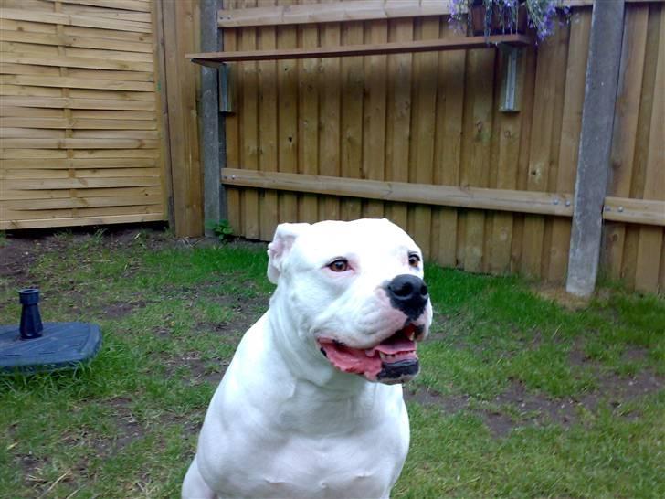 Amerikansk bulldog Aisha billede 19