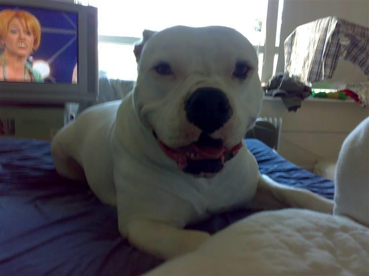 Amerikansk bulldog Aisha billede 20