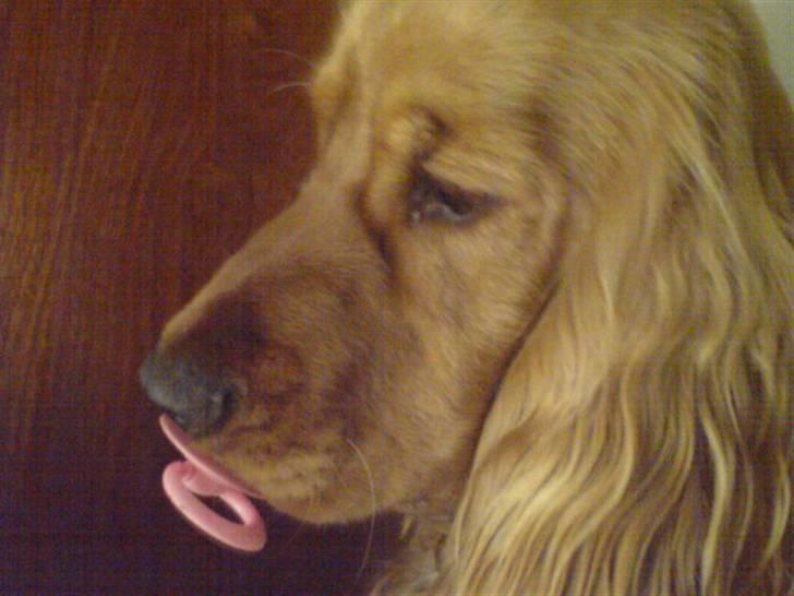 Cocker spaniel Robin billede 1