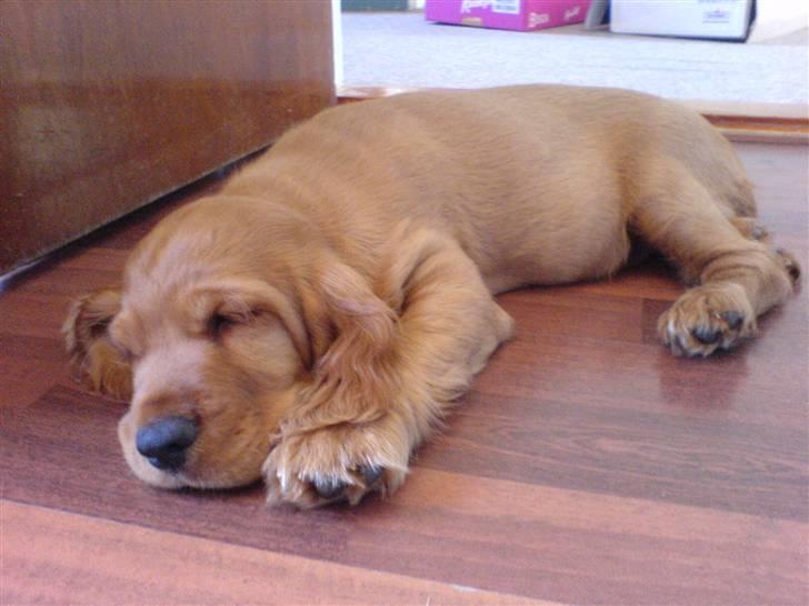 Cocker spaniel Robin billede 2