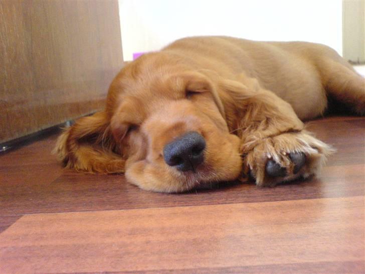 Cocker spaniel Robin billede 3