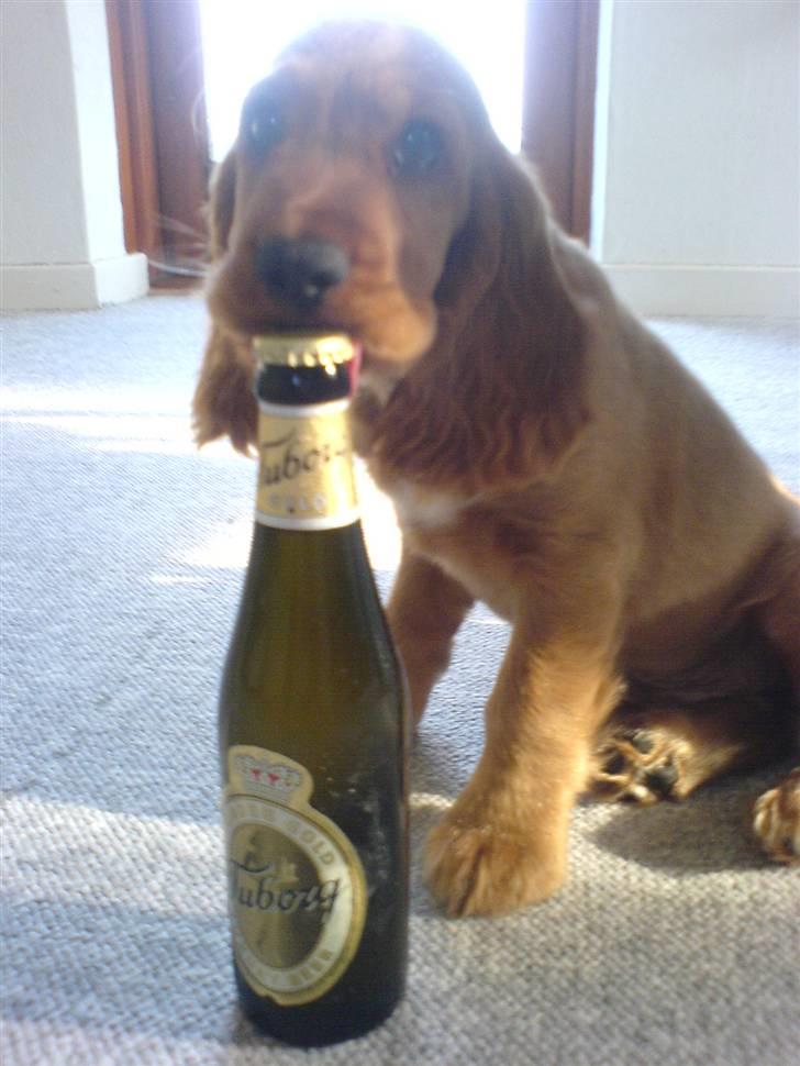 Cocker spaniel Robin billede 4