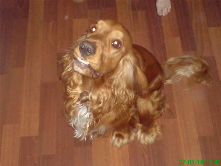 Cocker spaniel Robin billede 5