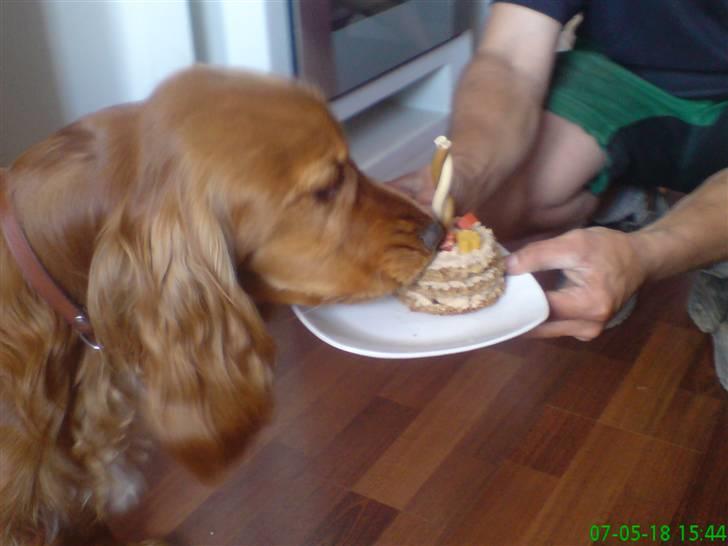Cocker spaniel Robin - min 1 års fødselsdag billede 6