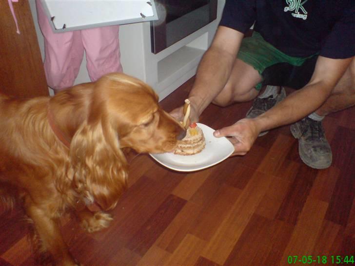 Cocker spaniel Robin - Mmm den smager godt !!! ("lagkage" til min føzdag) billede 7