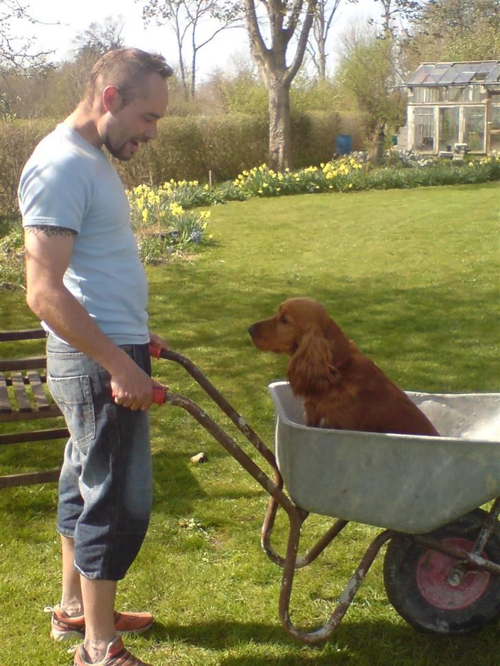 Cocker spaniel Robin - far køre mig en tur billede 8