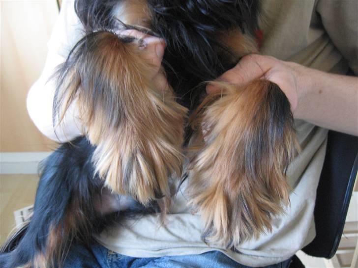 Cavalier king charles spaniel Nando billede 20