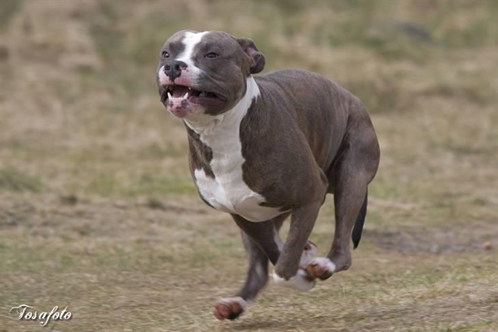 Amerikansk staffordshire terrier Dollar billede 2