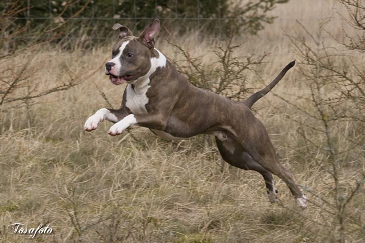 Amerikansk staffordshire terrier Dollar billede 3