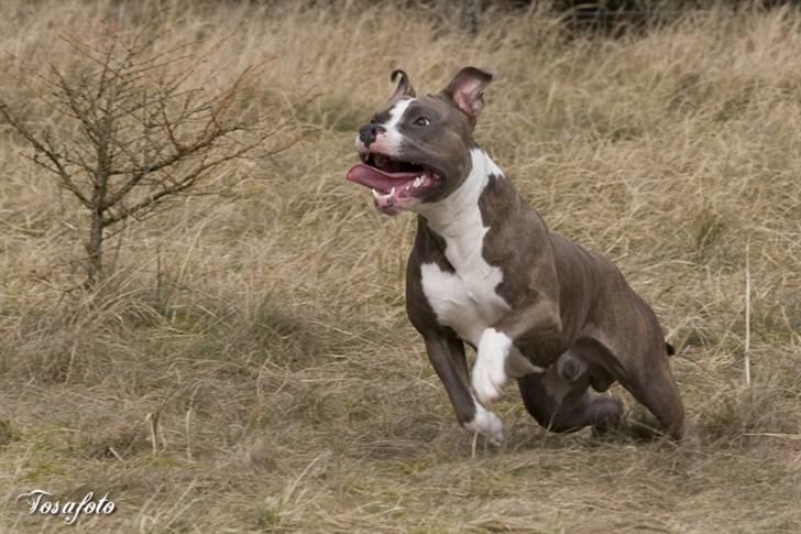 Amerikansk staffordshire terrier Dollar billede 4