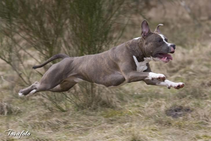 Amerikansk staffordshire terrier Dollar billede 6