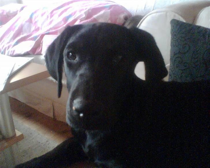 Blanding af racer nuggi - Velkommen til min profil jeg hedder nuggi<3<3 billede 1