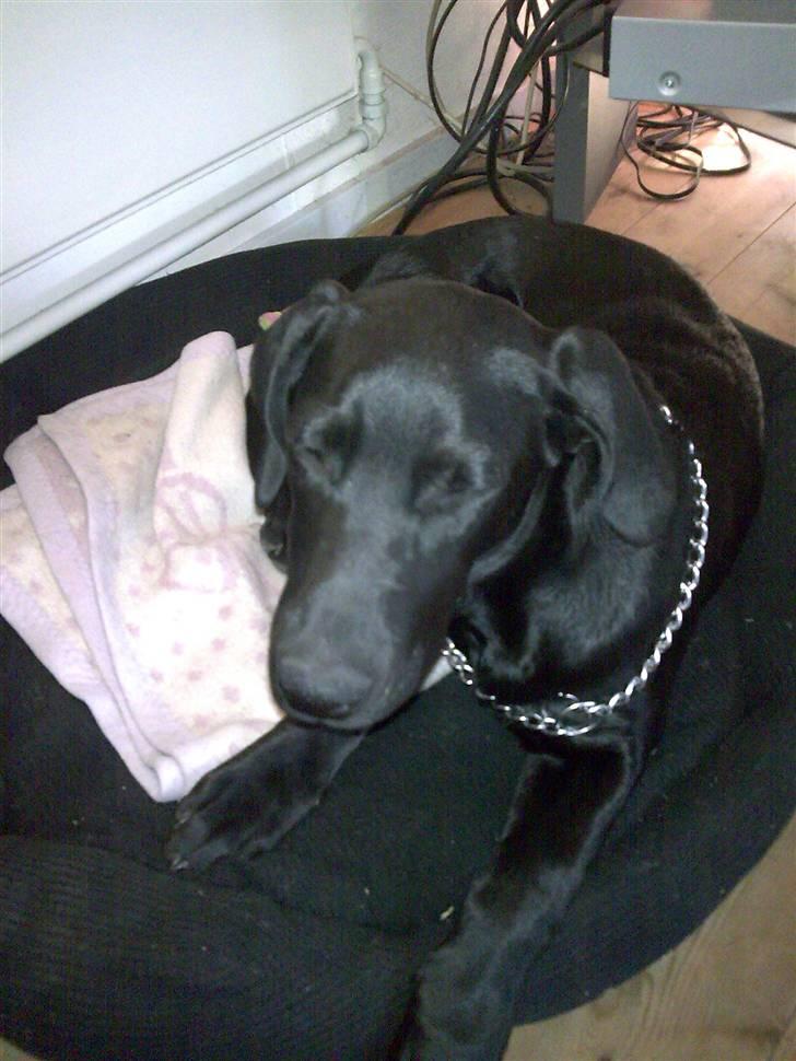 Blanding af racer nuggi - nuggis søter tiggei er hun ikke bare sød?<3<3 billede 2