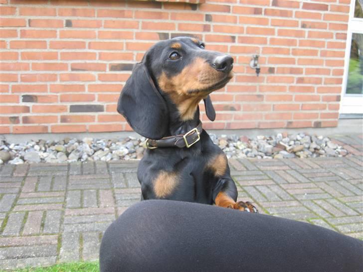 Dværggravhund Freya billede 20