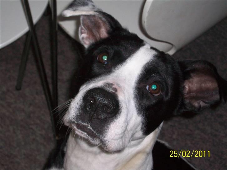 Blanding af racer Donna billede 1